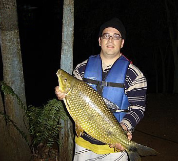 Record photograph for Megaleporinus obtusidens